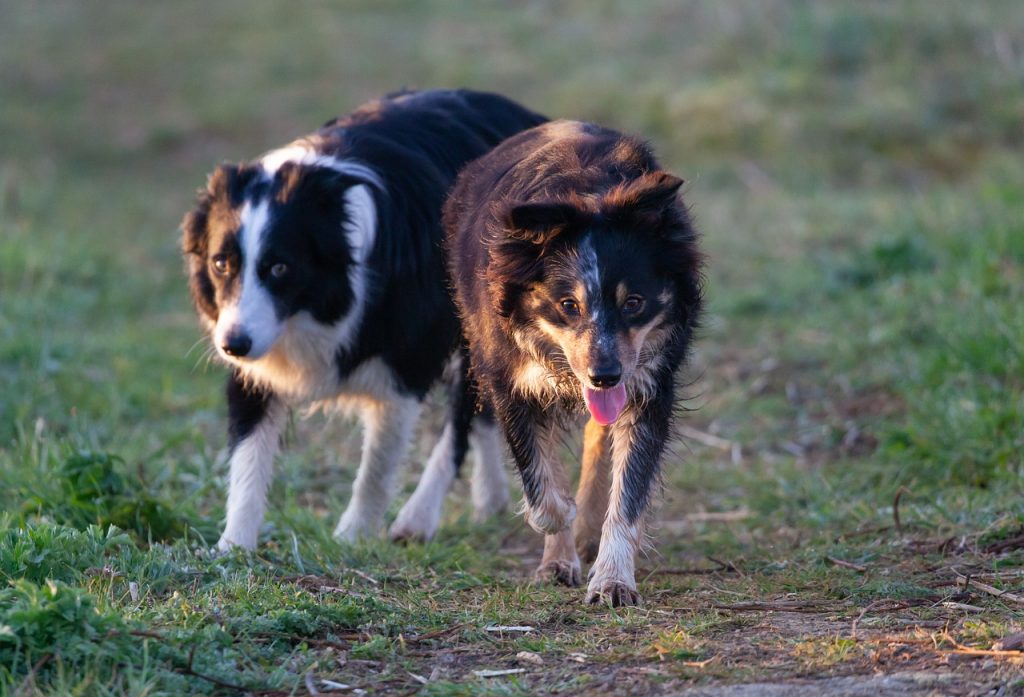 Dog Poop Pickup in Sterling Heights Michigan