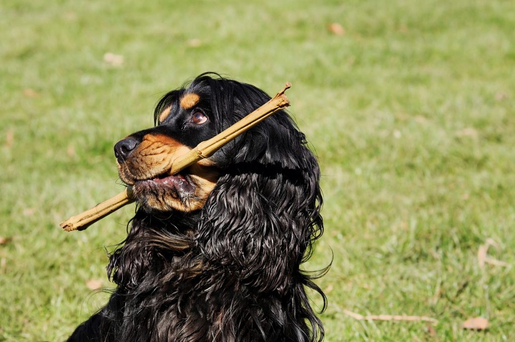 Dog Poop Pickup in Sterling Heights Michigan