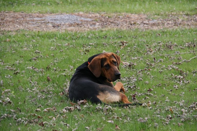 Dog Poop Pickup in Sterling Heights Michigan