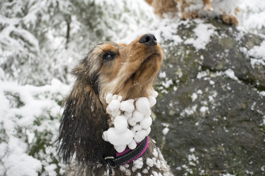 Dog Poop Pickup in Sterling Heights Michigan